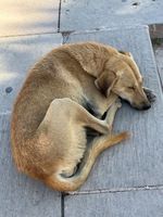 /pic/egypte/animaux/img_1805-s.jpg