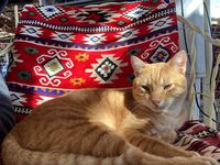 /pic/egypte/animaux/img_1868-s.jpg