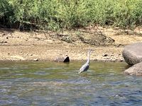 /pic/egypte/animaux/img_1876-s.jpg